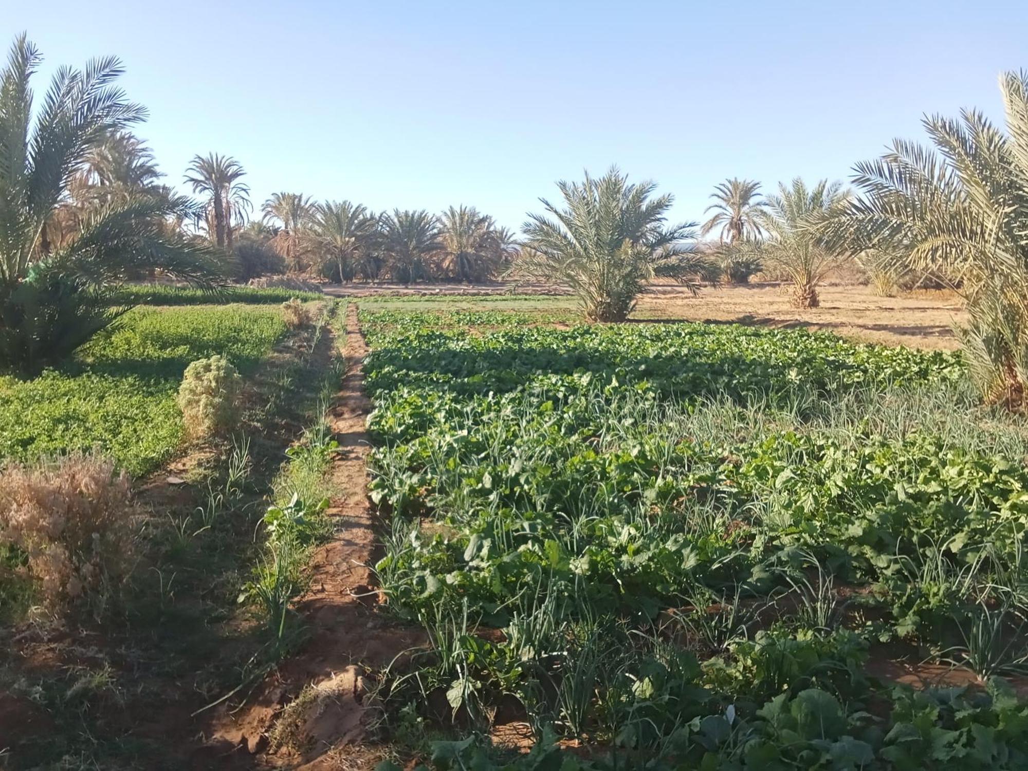 Riad Soleil Du Monde Zagora Buitenkant foto